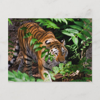 Cartão Postal Cartão-postal Tiger