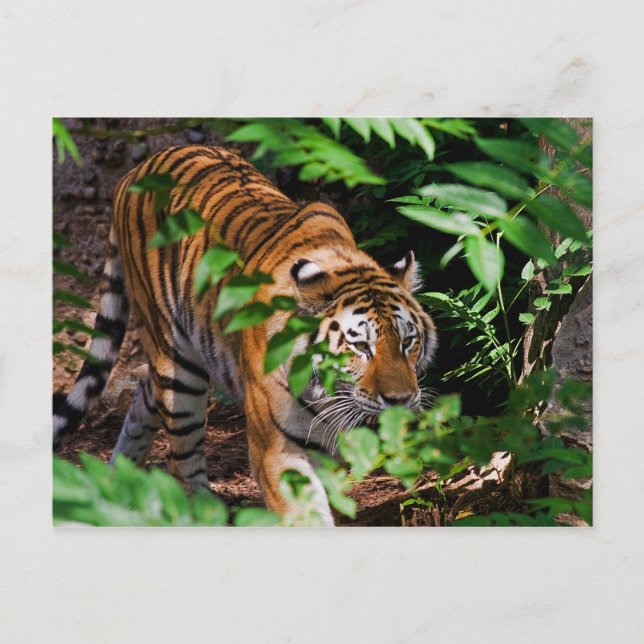 Cartão Postal Cartão-postal Tiger (Frente)