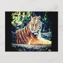 Cartão Postal Cartão-postal Tiger
