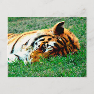 Cartão Postal Cartão-postal Tiger Lying Down