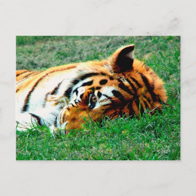 Cartão Postal Cartão-postal Tiger Lying Down (Frente)