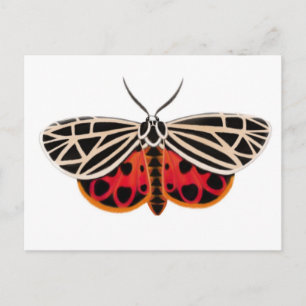 Cartão Postal Cartão-postal Tiger Moth