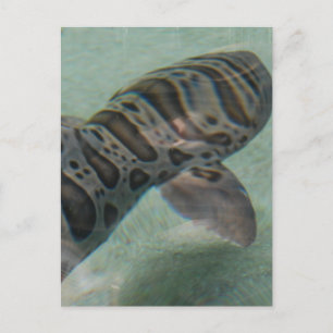 Cartão Postal Cartão-postal Tiger Shark