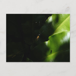 Cartão Postal Cartão-postal Tiny Spider