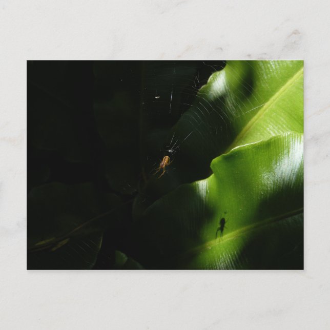 Cartão Postal Cartão-postal Tiny Spider (Frente)