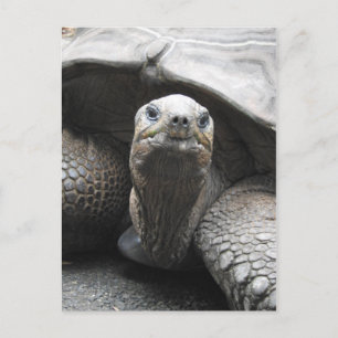 Cartão Postal Cartão-postal Tortoise