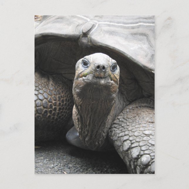 Cartão Postal Cartão-postal Tortoise (Frente)