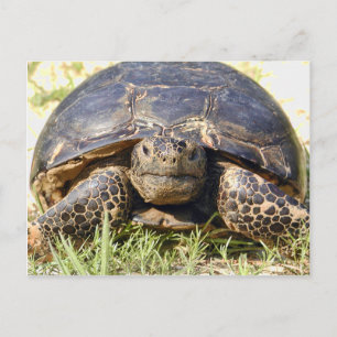 Cartão Postal Cartão-postal Tortoise