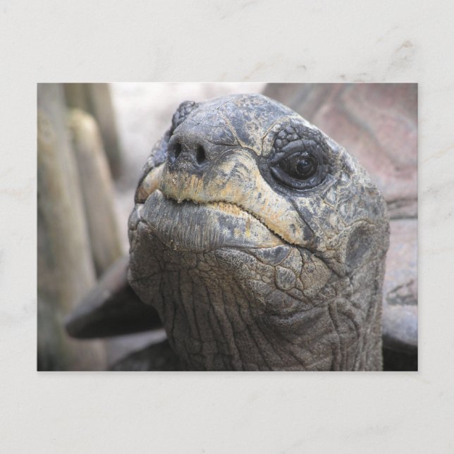 Cartão Postal Cartão-postal Tortoise (Frente)