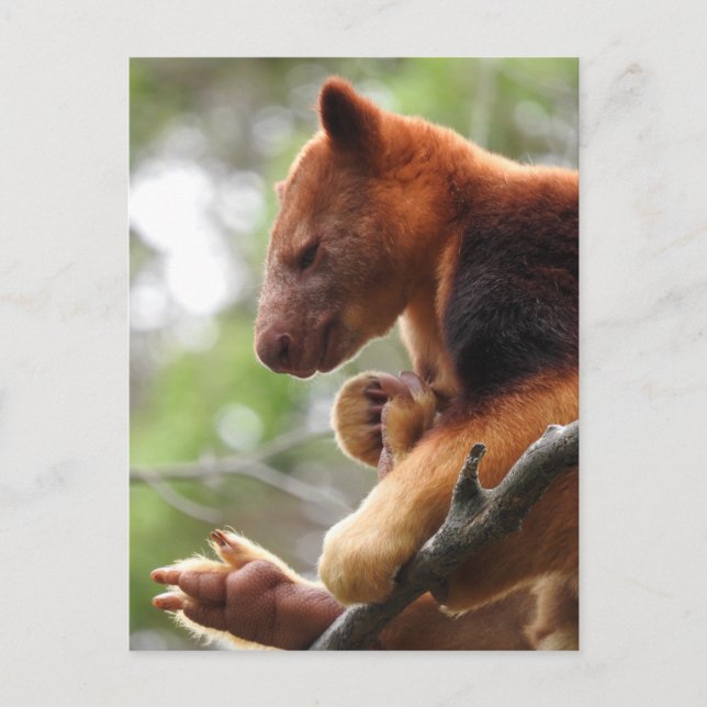 Cartão Postal Cartão-postal Tree Kangaroo (Frente)