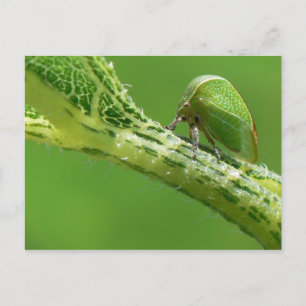 Cartão Postal Cartão-postal Treehopper.