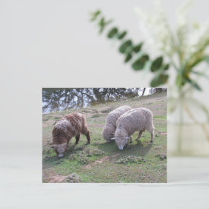 Cartão Postal Cartão-postal - Três Ovinos