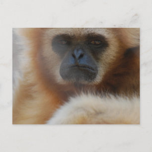 Cartão Postal Cartão-postal Triste Gibbon