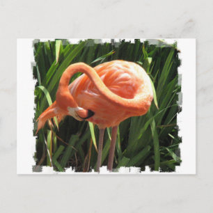 Cartão Postal Cartão-postal Tropical Flamingo