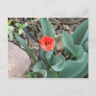 Cartão Postal Cartão-postal Tulip