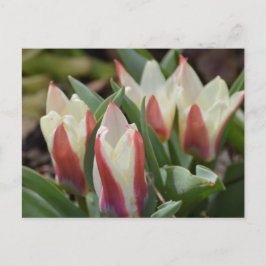 Cartão Postal Cartão-postal Tulip