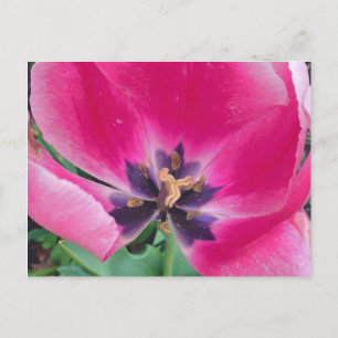 Cartão Postal Cartão-postal Tulip Rosa