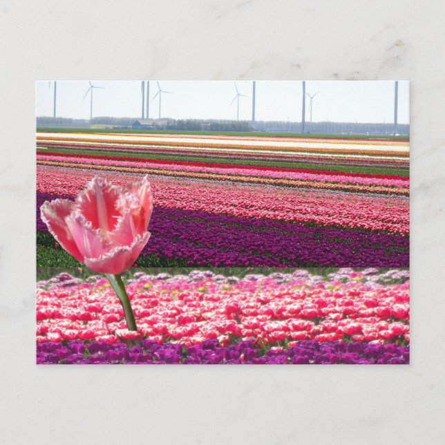 Cartão Postal Cartão-postal Tulipas Púrpuras Rosa e Tulipas Rosa (Frente)