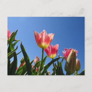 Cartão Postal Cartão-postal Tulipas Rosa e Azul Sky DY