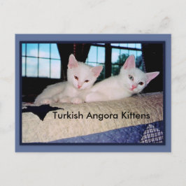 Cartão Postal Cartão-postal turco Angora Kittens