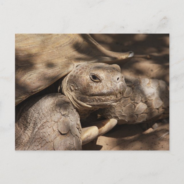 Cartão Postal Cartão-postal Turtle (Frente)