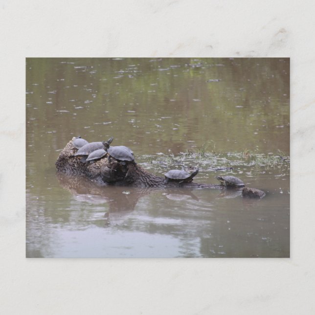 Cartão Postal Cartão-postal Turtle (Frente)