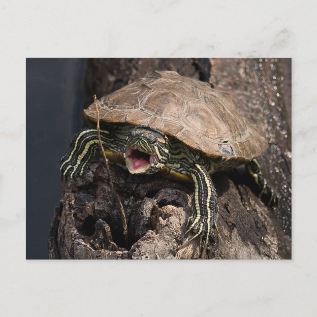 Cartão Postal Cartão-postal Turtle (Frente)