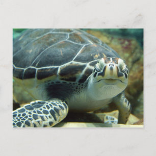 Cartão Postal Cartão-postal Turtle