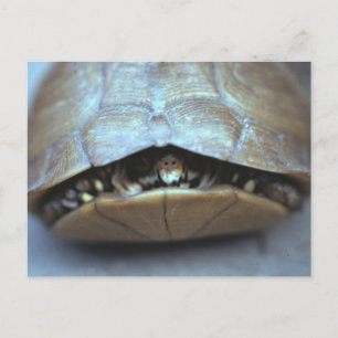 Cartão Postal Cartão-postal Turtle - Foto Vintage