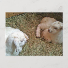 Cartão Postal Cartão-postal Twin Recém-nascido