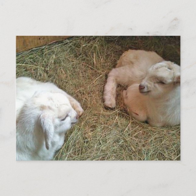 Cartão Postal Cartão-postal Twin Recém-nascido (Frente)