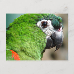 Cartão Postal Cartão-postal verde