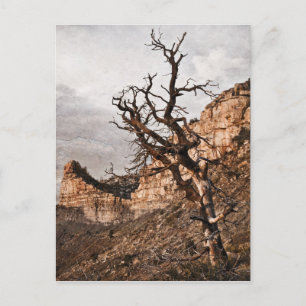 Cartão Postal Cartão-postal Verde