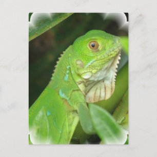 Cartão Postal Cartão-postal Verde