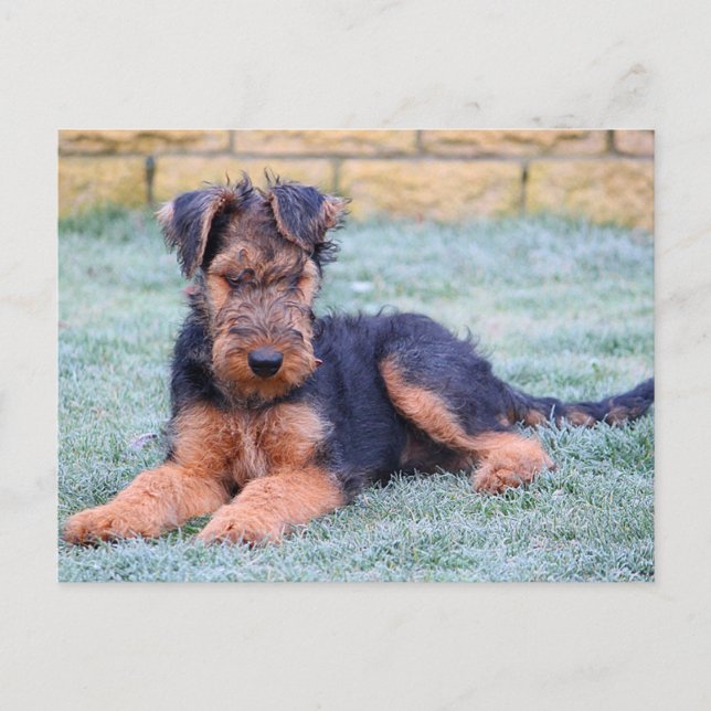 Cartão Postal Cartão-postal verde para Cachorro-Puppy Airedale T (Frente)