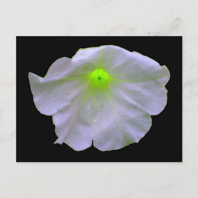 Cartão Postal Cartão-postal Verde Petunia Bright (Frente)