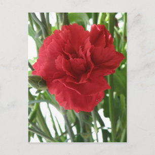 Cartão Postal Cartão-postal vermelho