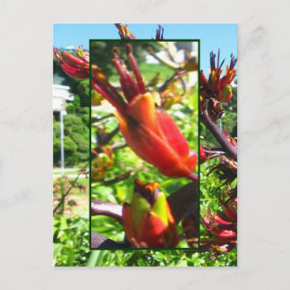 Cartão Postal Cartão-postal vermelho alaranjado