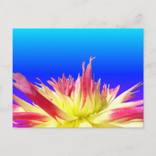 Cartão Postal Cartão-postal vermelho amarelo Dahlia azul BG colo