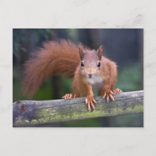 Cartão Postal Cartão-postal vermelho bebê