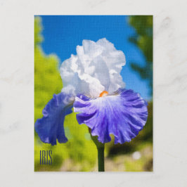 Cartão Postal Cartão-postal vertical íris