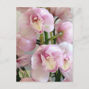 Cartão Postal Cartão-postal Vertical Orquídeo Rosa