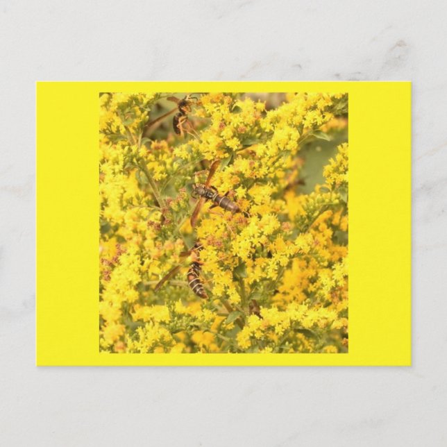 Cartão Postal Cartão-postal, vespas em dourado, amarelo brilhant (Frente)