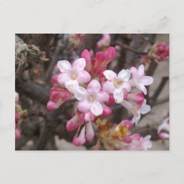 Cartão Postal Cartão-postal Viburnum Blossom Rosa (Frente)