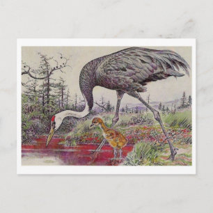 Cartão Postal Cartão-postal Vintage Illustration