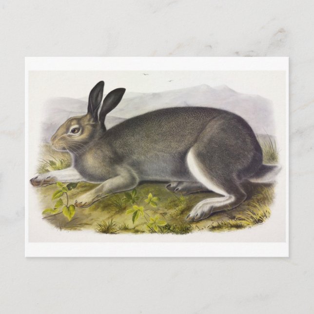 Cartão Postal Cartão-postal Vintage Illustration (Frente)