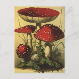 Cartão Postal Cartão-postal Vintage Illustration