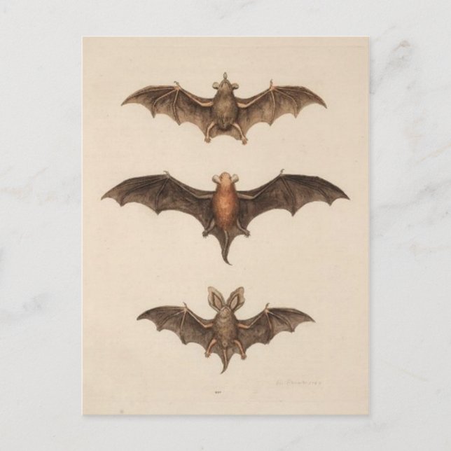 Cartão Postal Cartão-postal Vintage Illustration (Frente)