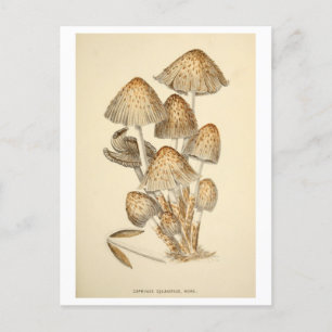 Cartão Postal Cartão-postal Vintage Mushroom Botânico