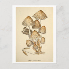 Cartão Postal Cartão-postal Vintage Mushroom Botânico